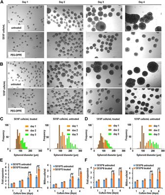 Improving three-dimensional human pluripotent cell culture efficiency via surface molecule coating